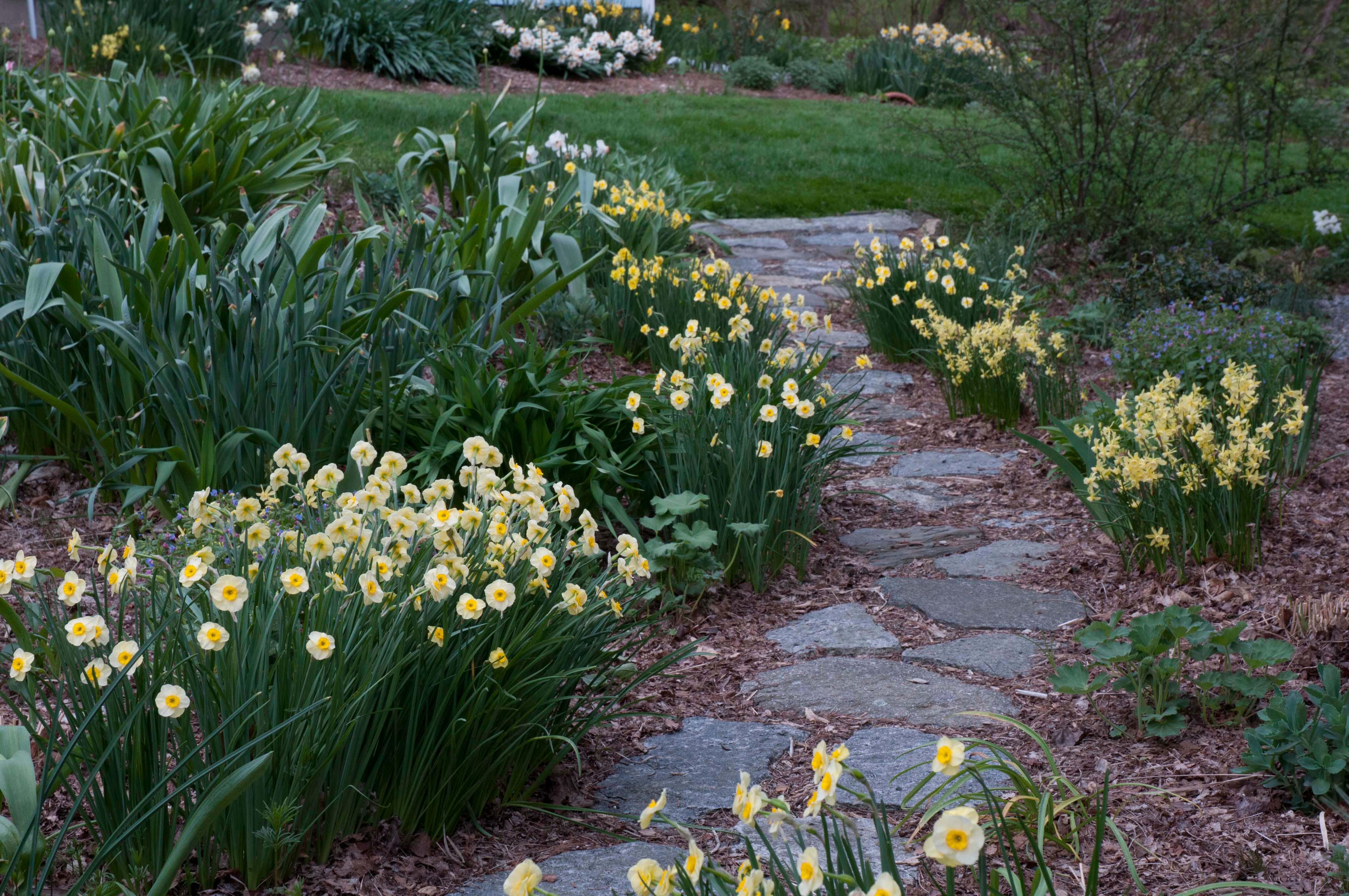 How to grow daffodils The Washington Post