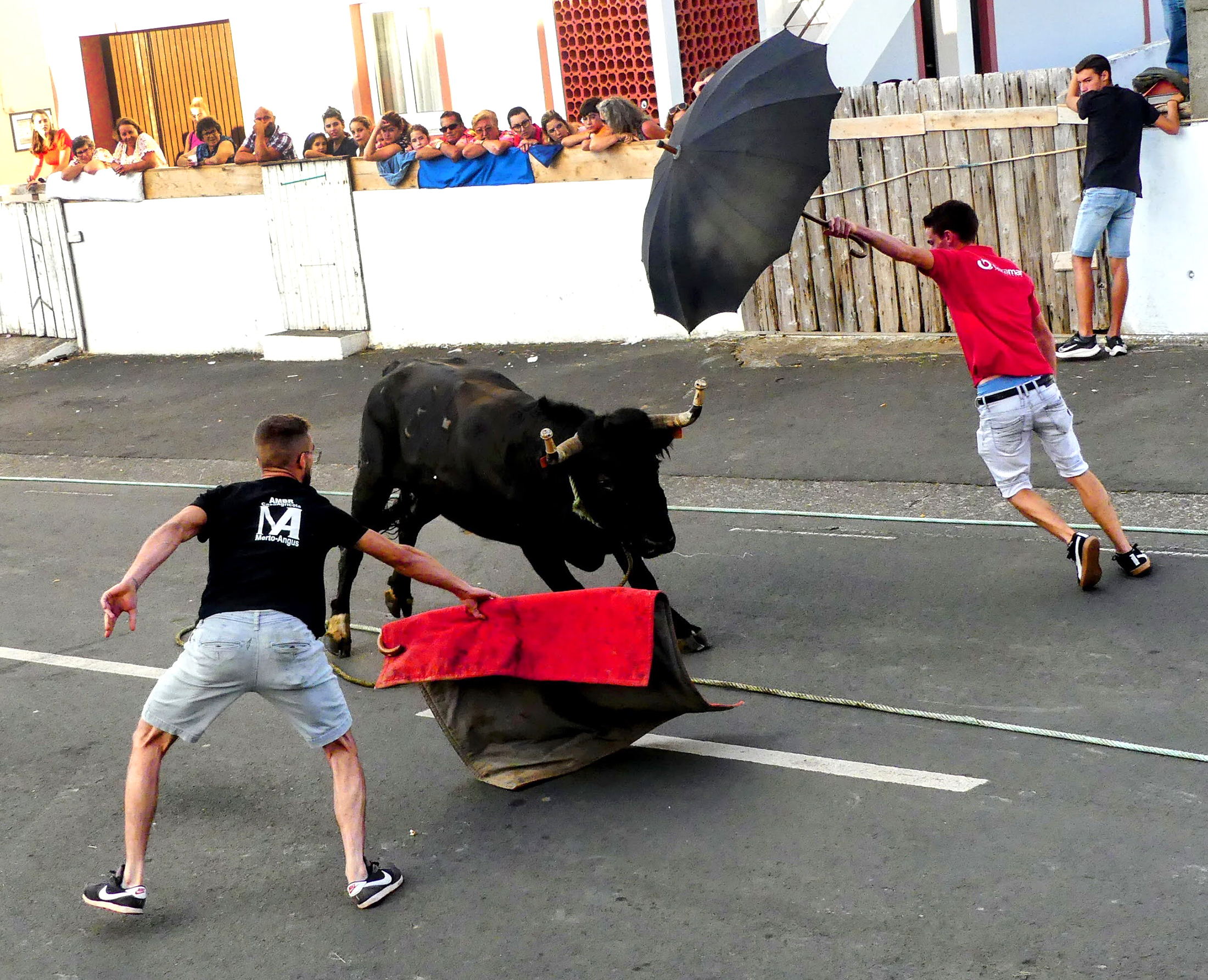 bull big amateur tube