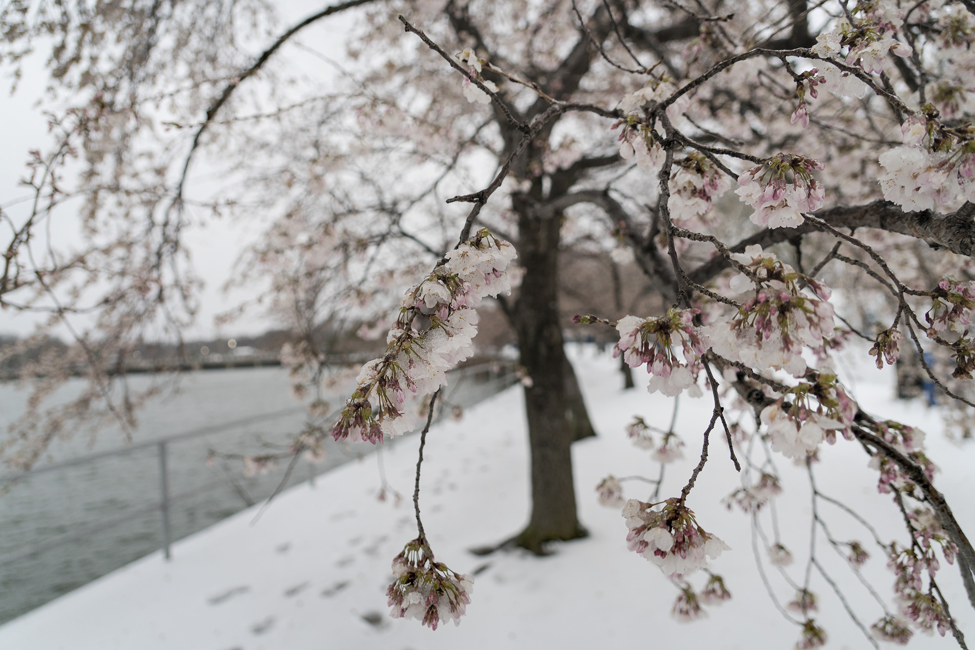 We Checked On The Cherry Blossoms Tuesday During The Storm It Doesn T Look Good The Washington Post