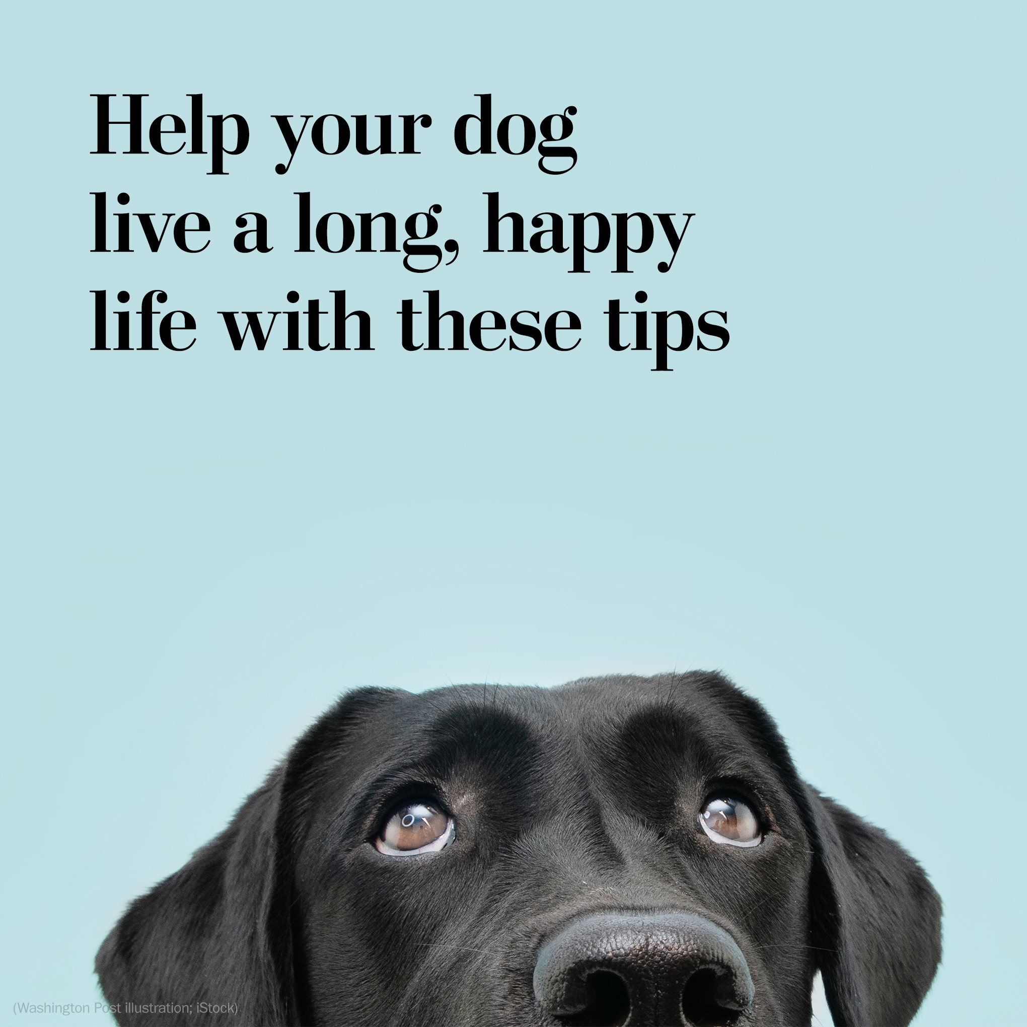 Do Dogs Live Longer If They Are Happy