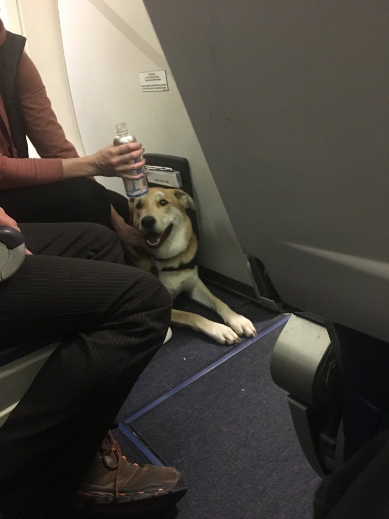 cost to fly a dog on southwest
