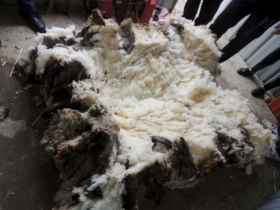 Meet Chris The Insanely Overgrown Sheep That Nearly Died For The Sake Of Our Fashion The Washington Post