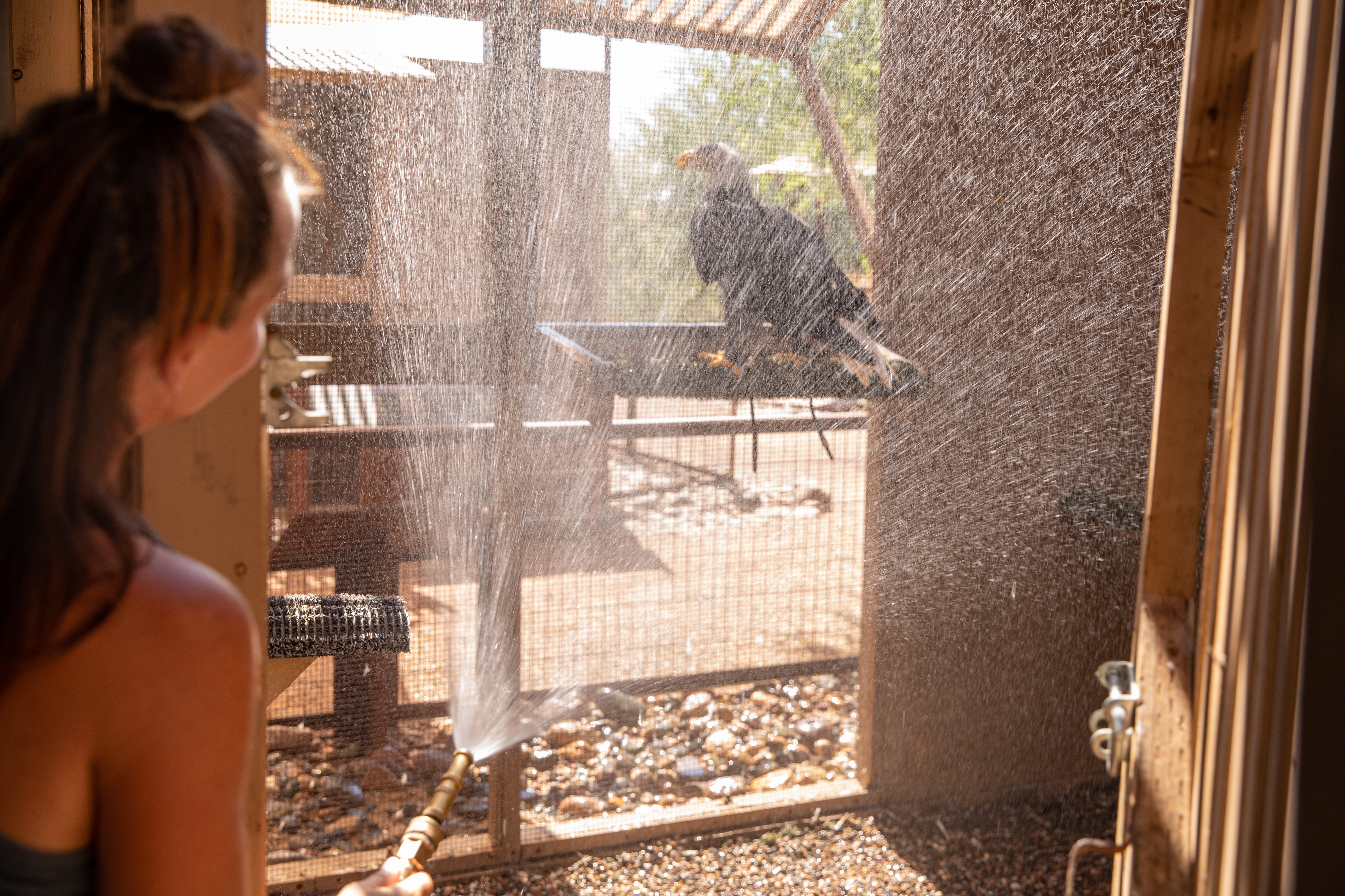 Phoenix is too hot for some baby birds, as the heat wave persists - Vimarsana News