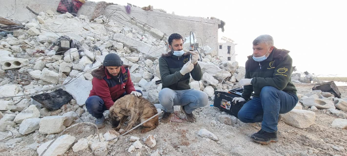 Syrian animals found days after earthquake killed over 2,000 people - Vimarsana News