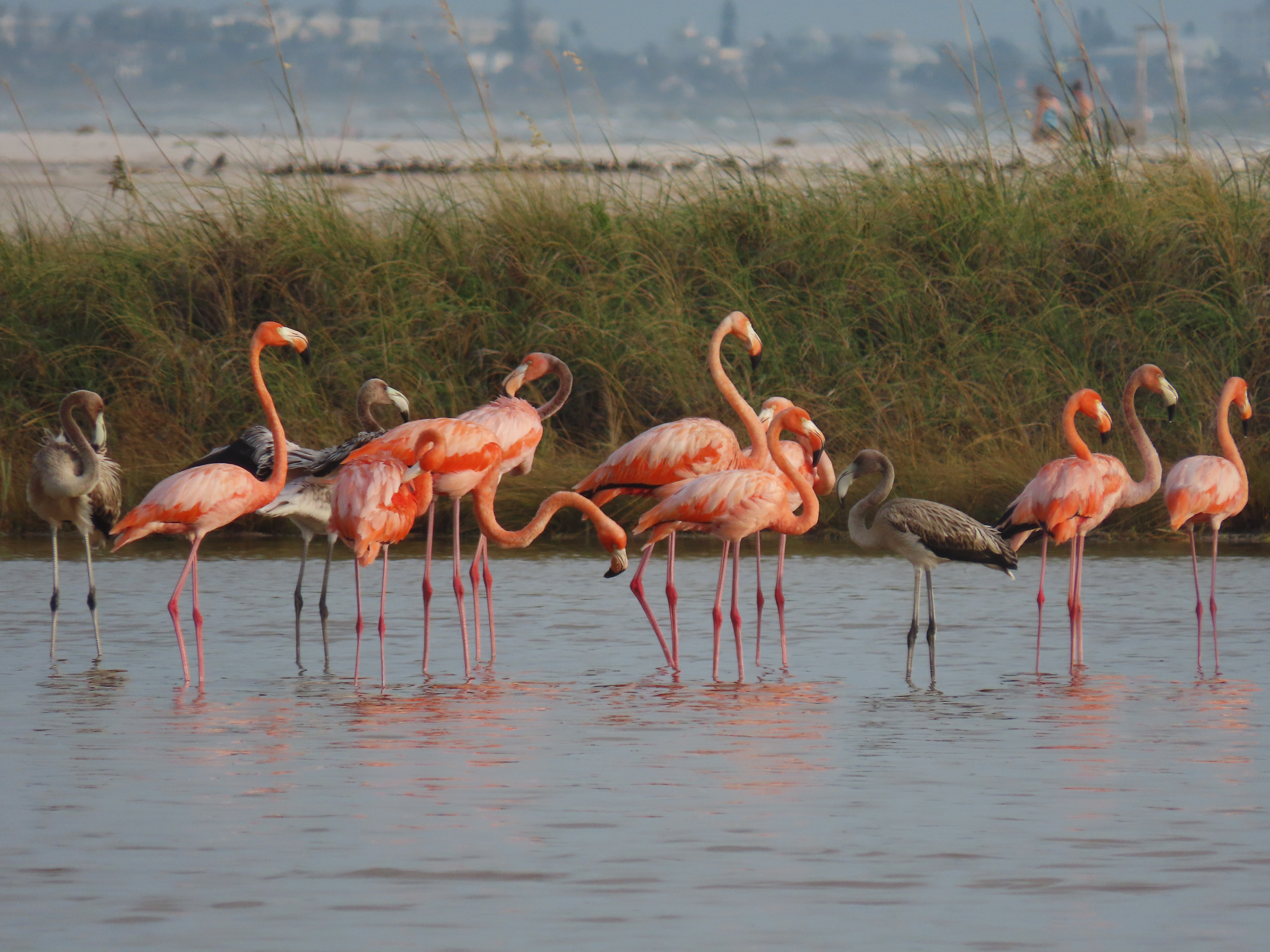 Flamboyant flocks of flamingos are dotting Florida's coastline