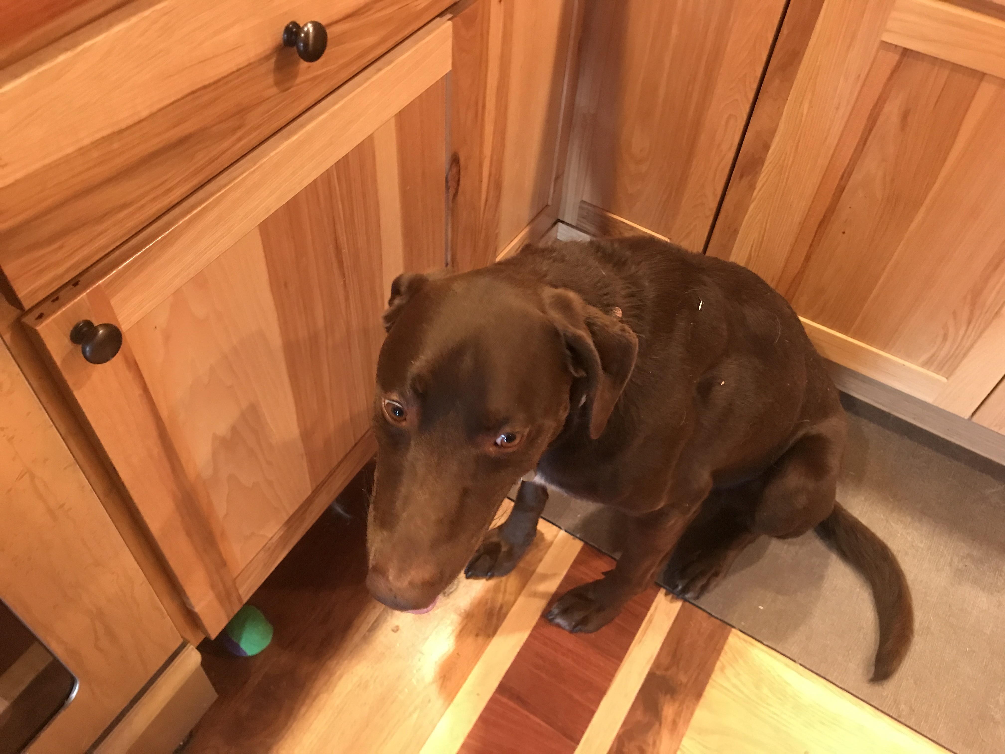 Anna Brose's dog Gus died suddenly. Then Chewy, Twitter users sent flowers  and their love, condolences. - The Washington Post