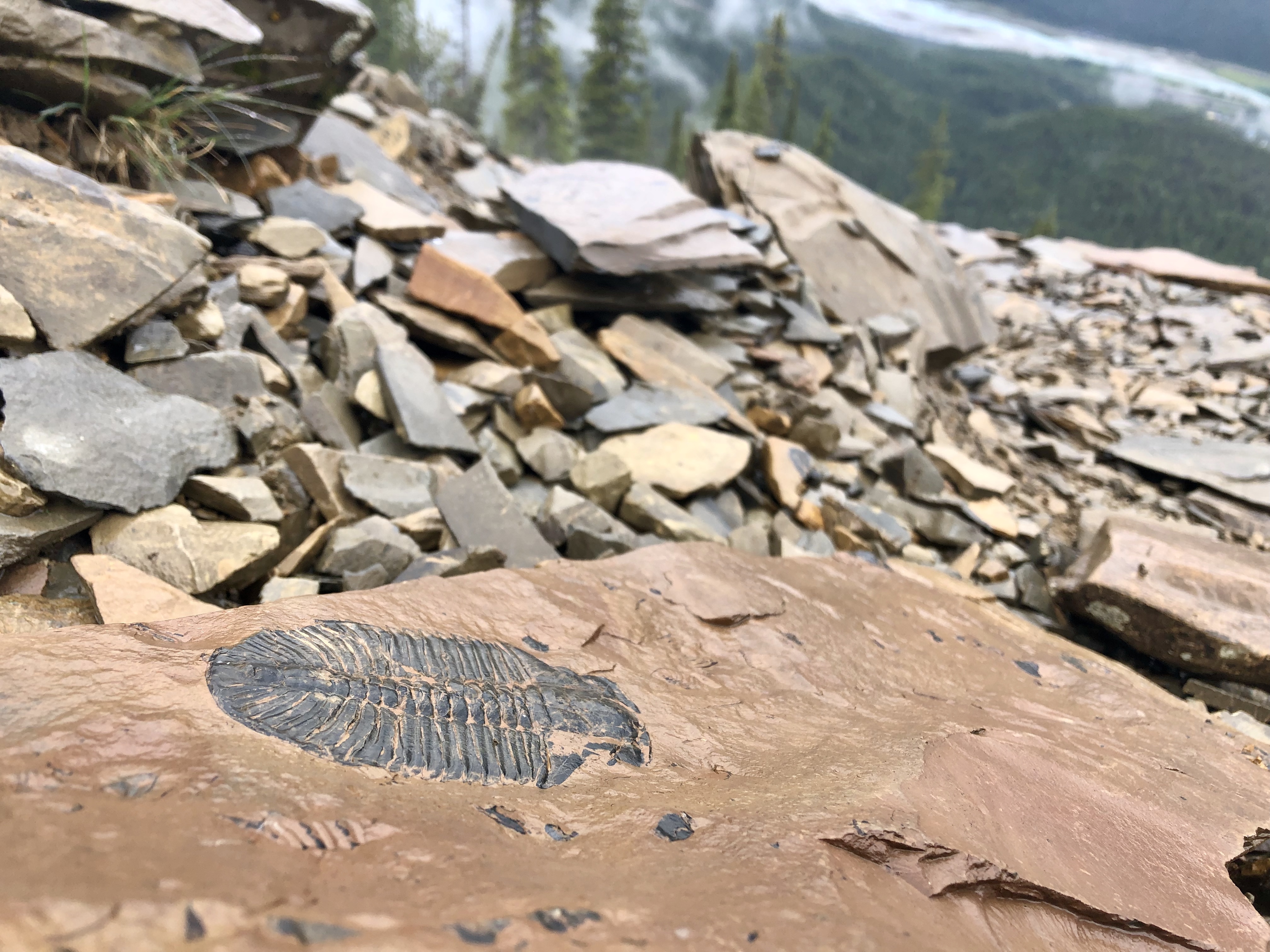 These ancient fossils remind us that life is fleeting — and ours is in ...