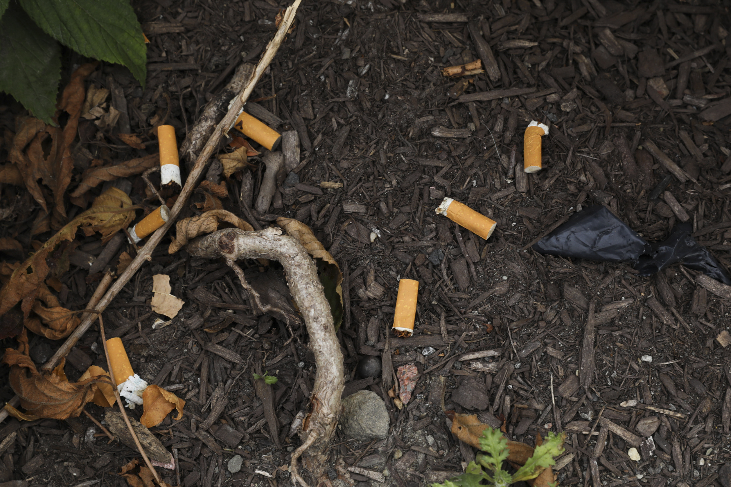 does robert f kennedy smoke cigarettes RFK Jr: If you smoke or eat donuts, should society pay for your health  care?