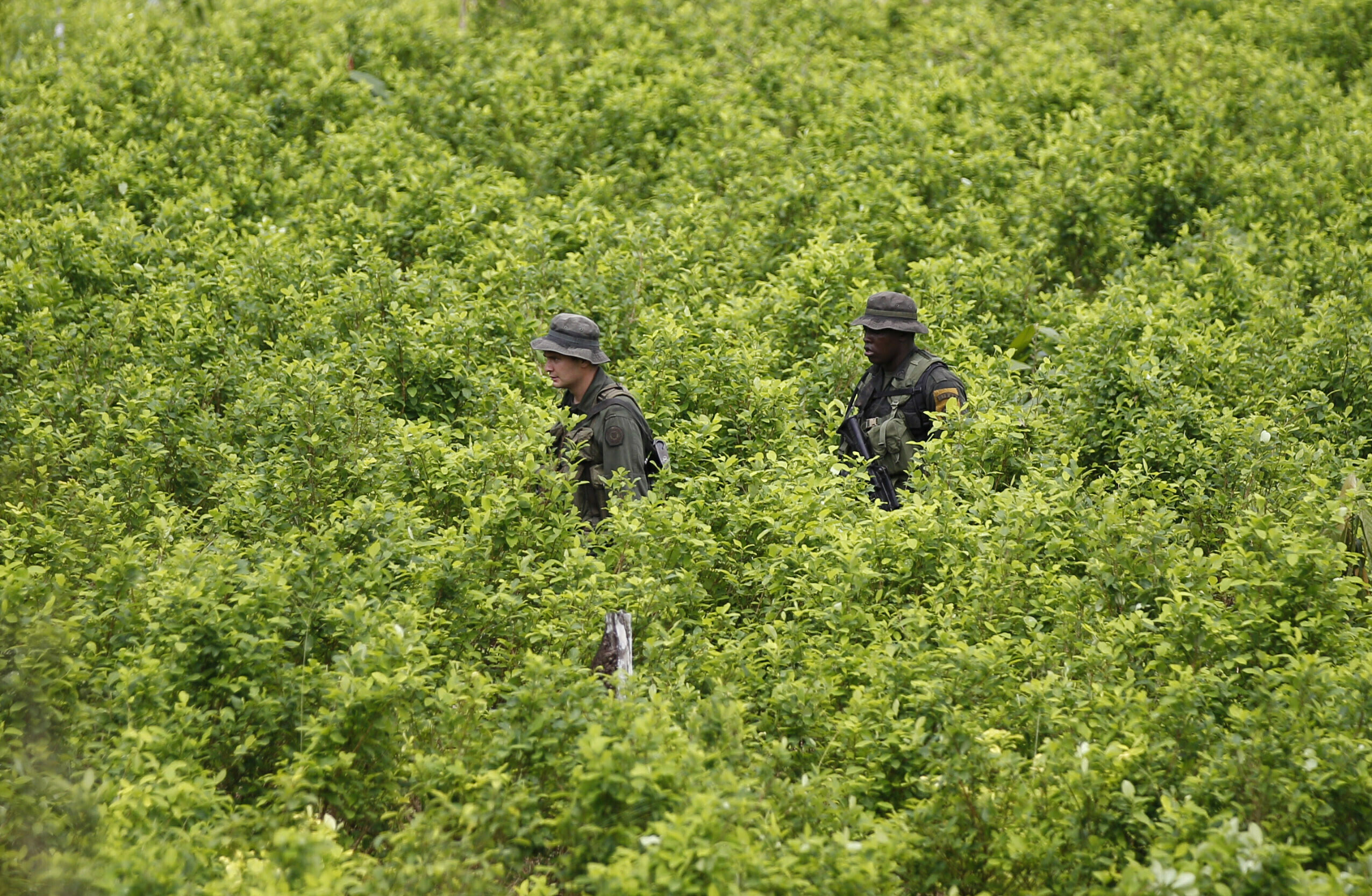 Biden administration suspends satellite monitoring of Colombian coca crops amid surge in cocaine - Vimarsana News