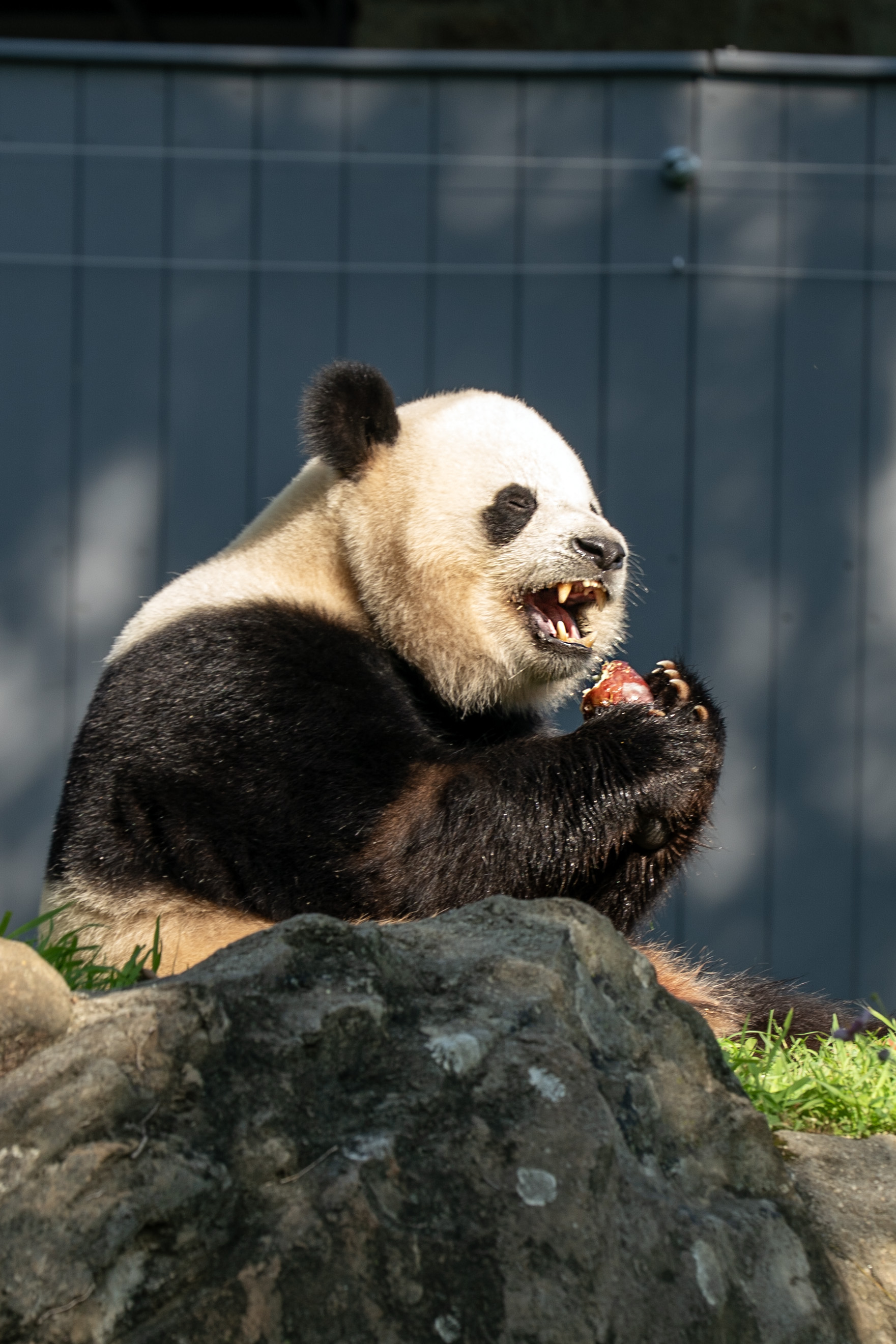 「PEDROサイン入り」zoozoosea Bao Li, one of the National Zoo's new giant pandas, turns 4