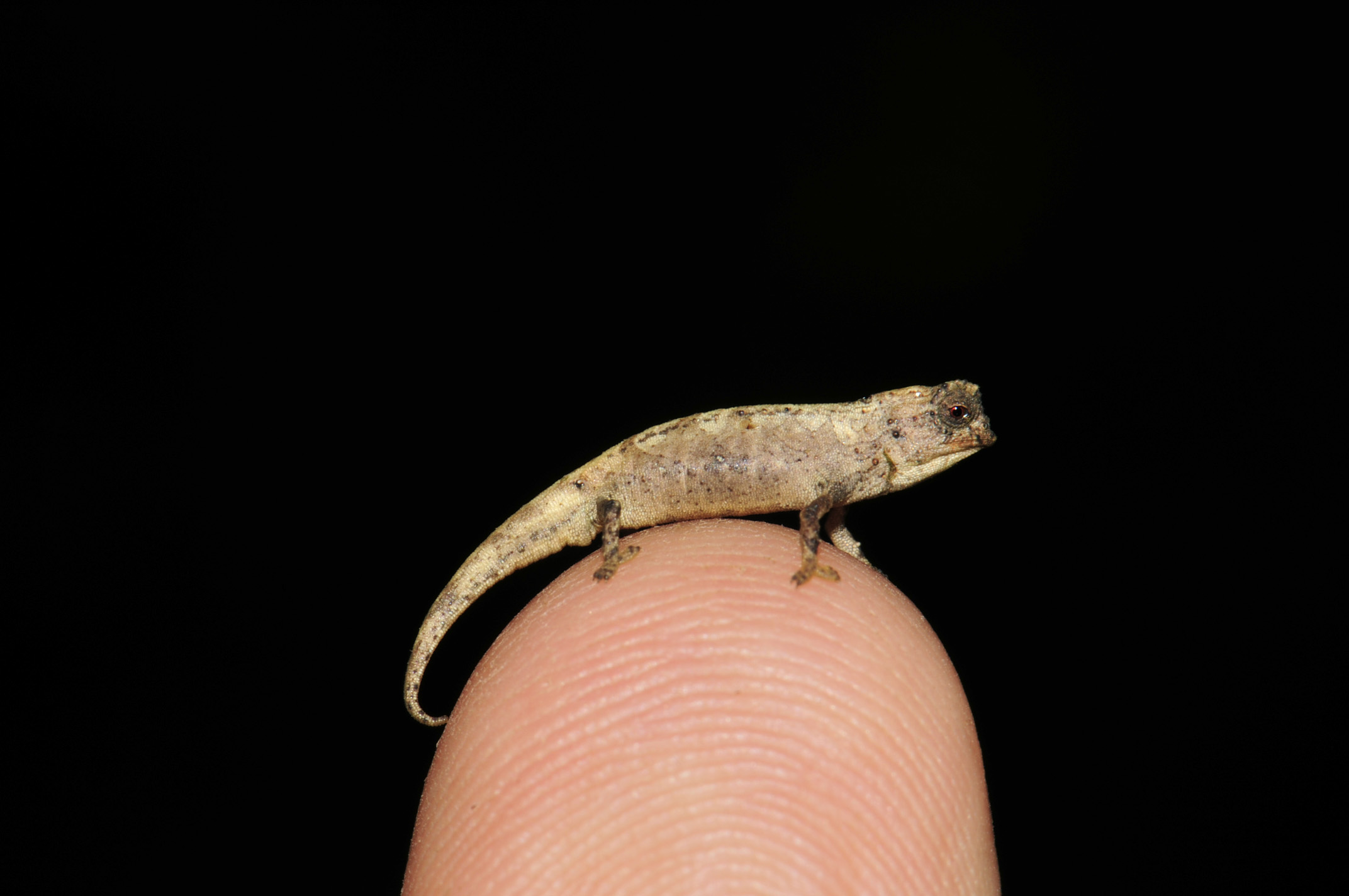 その他 Swedish Chameleon SC3 Tiny This newly discovered chameleon is so tiny it can fit on