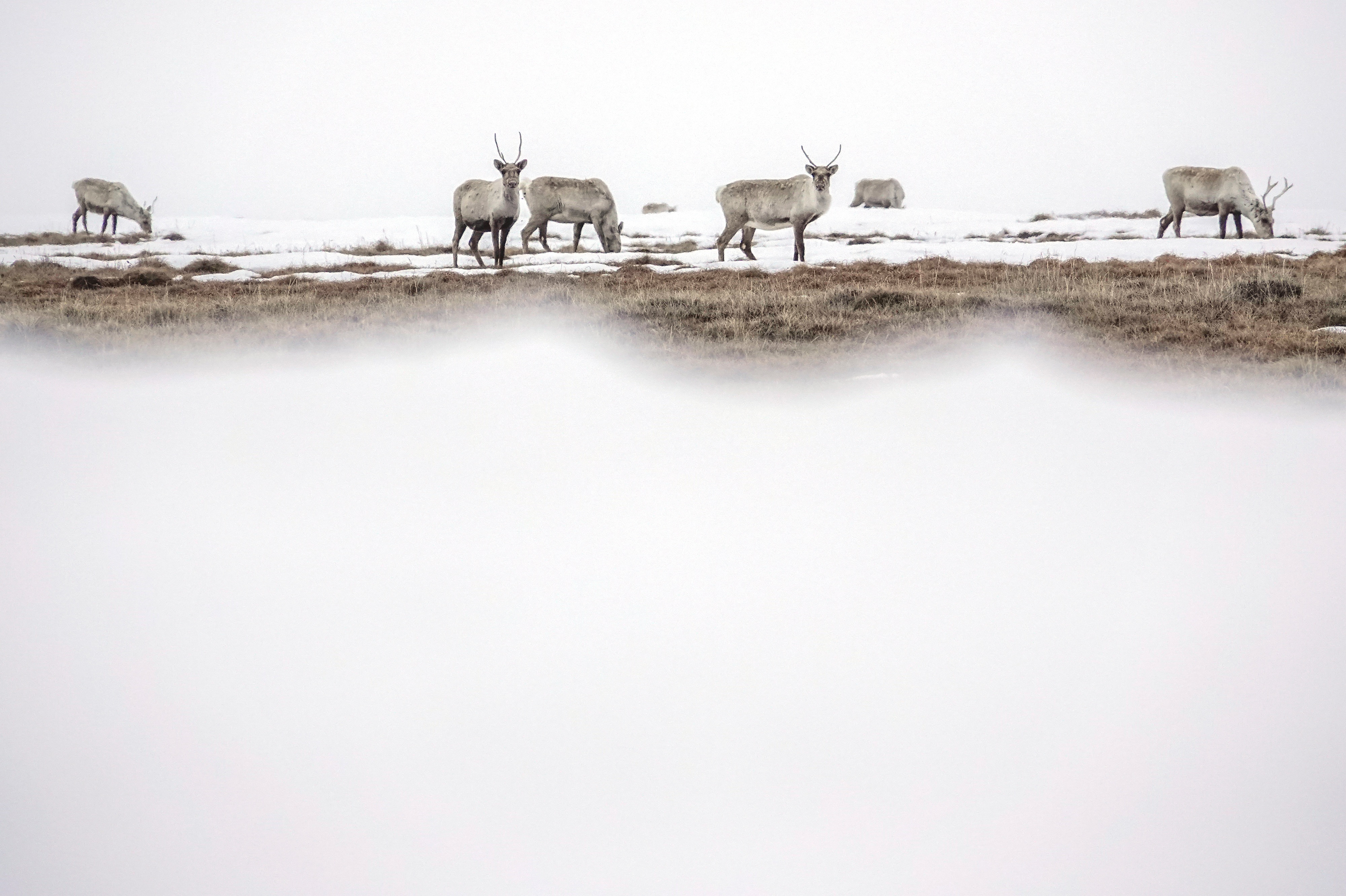 Biden limits oil drilling across 13 million acres of Alaskan Arctic - Vimarsana News
