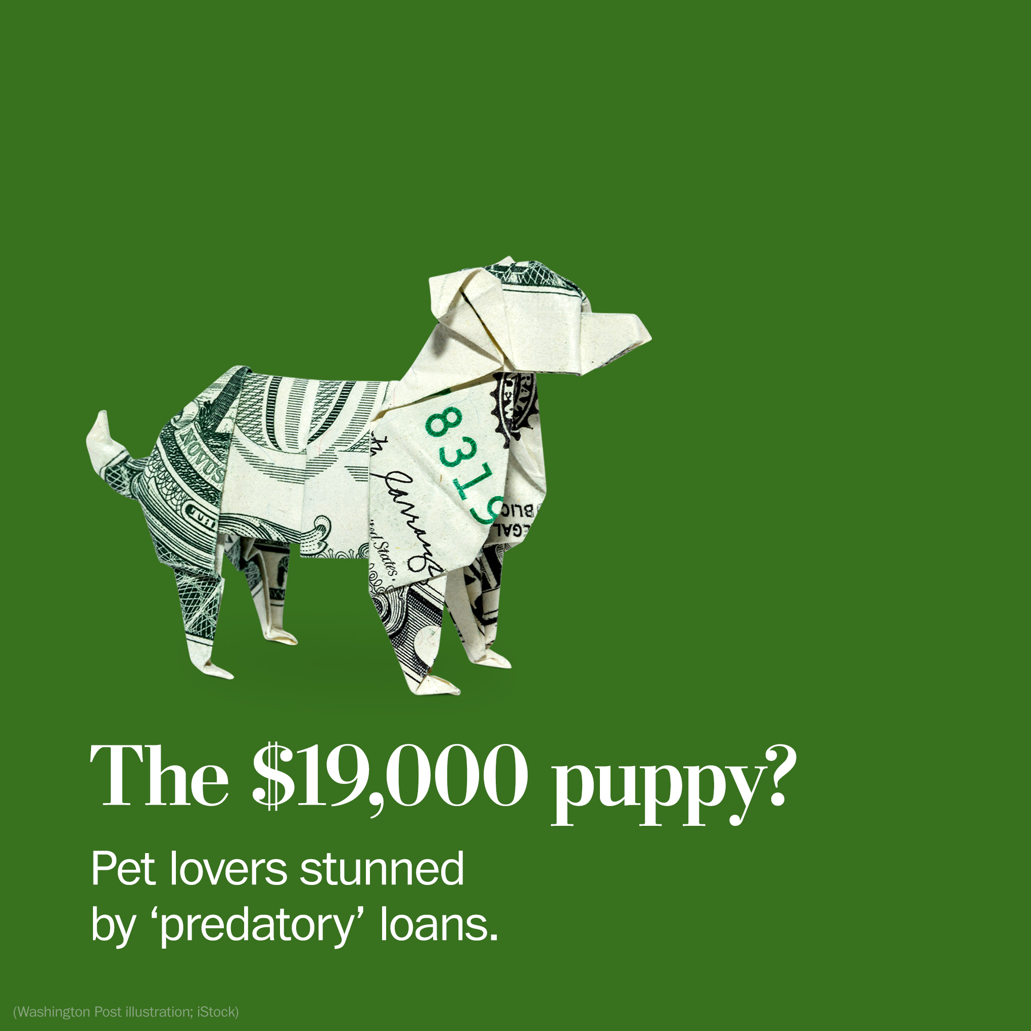 Why Are Pet Store Puppies So Expensive