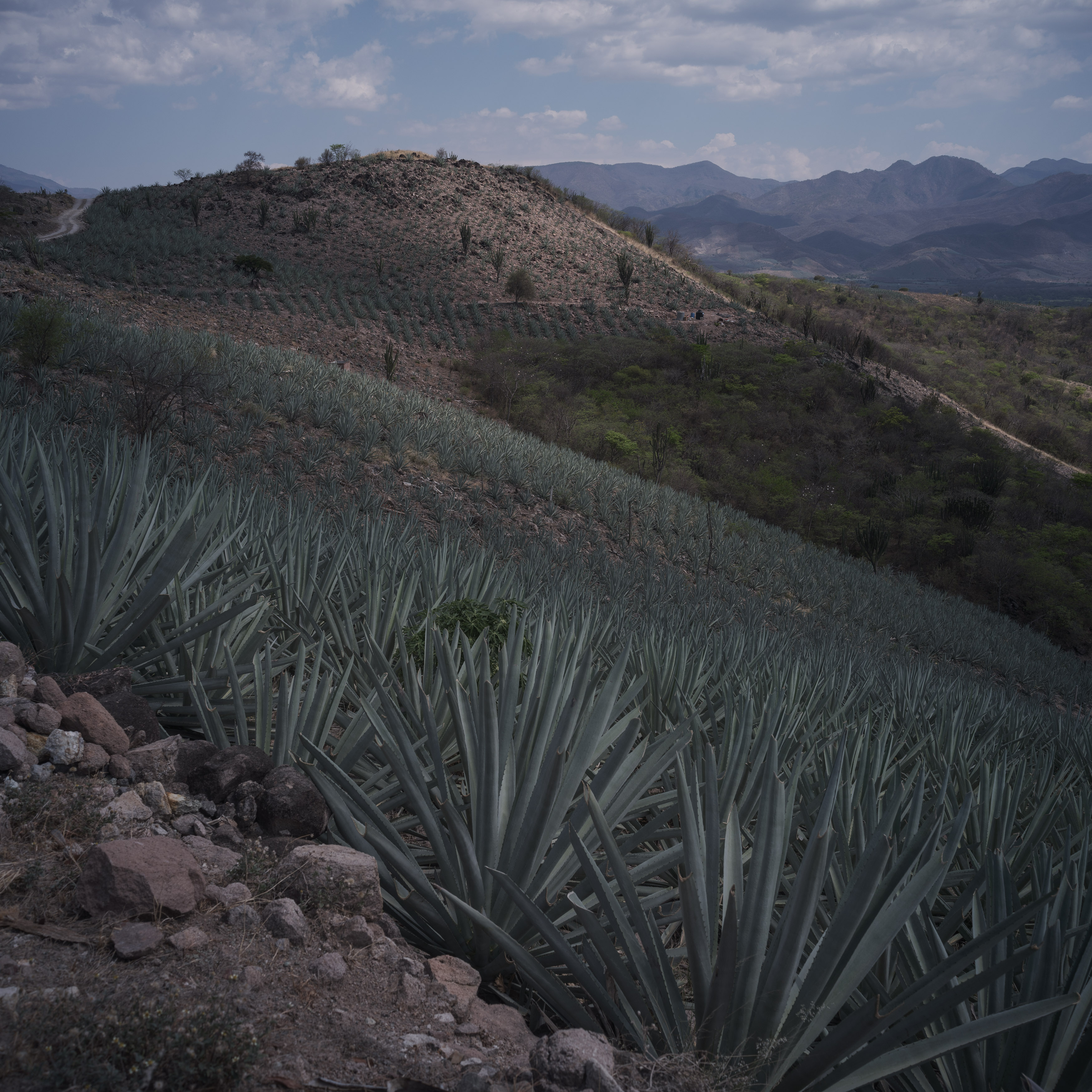 Wild agave plants that make the best mezcal are getting harder to find -  Washington Post
