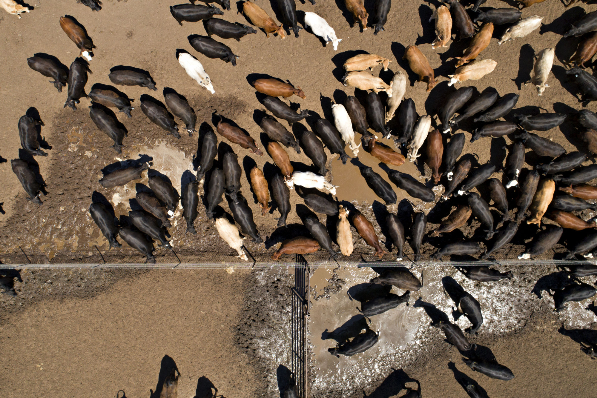 How will 9 billion or 10 billion people eat without destroying the environment?