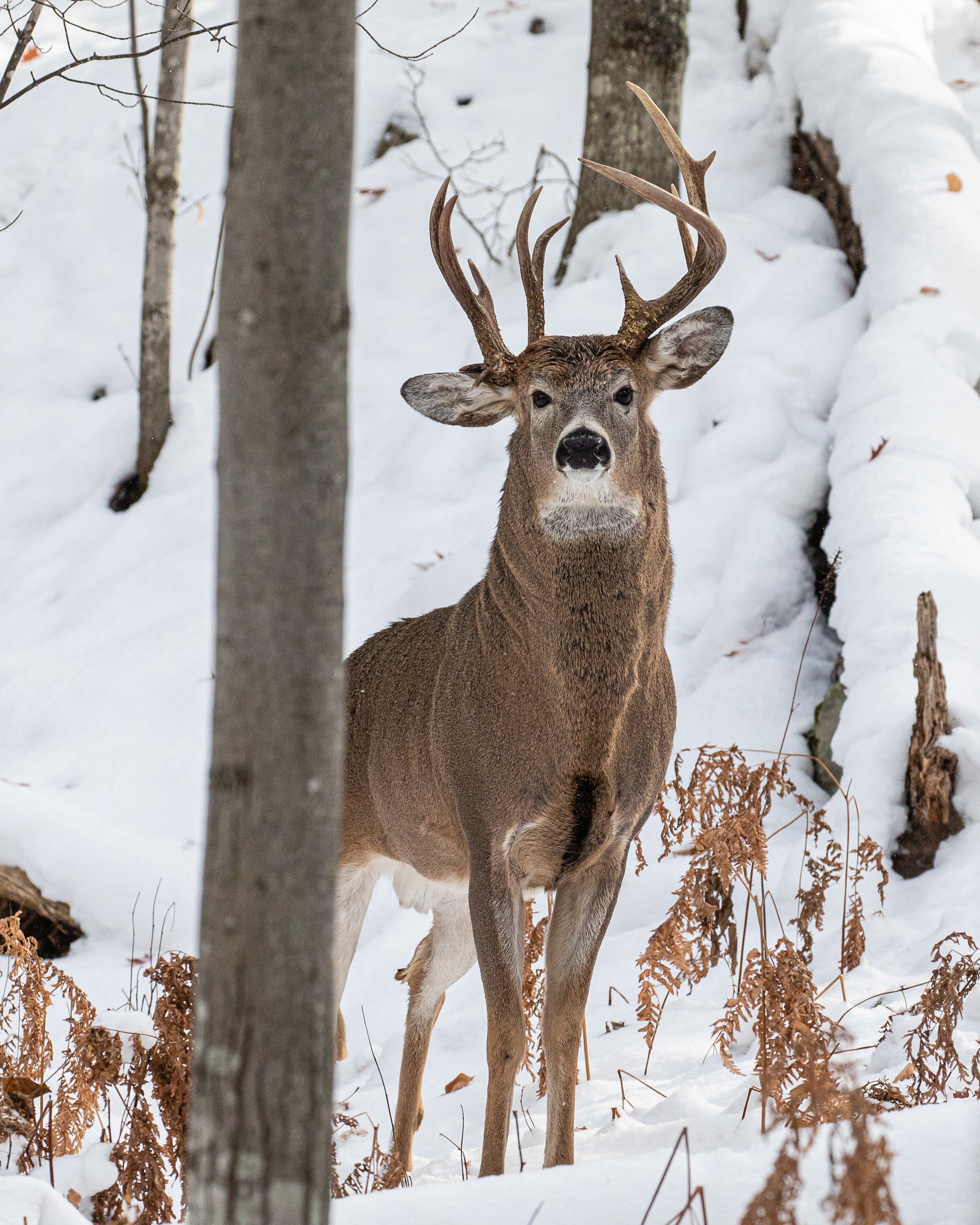 Three-antler deer spotted in Michigans