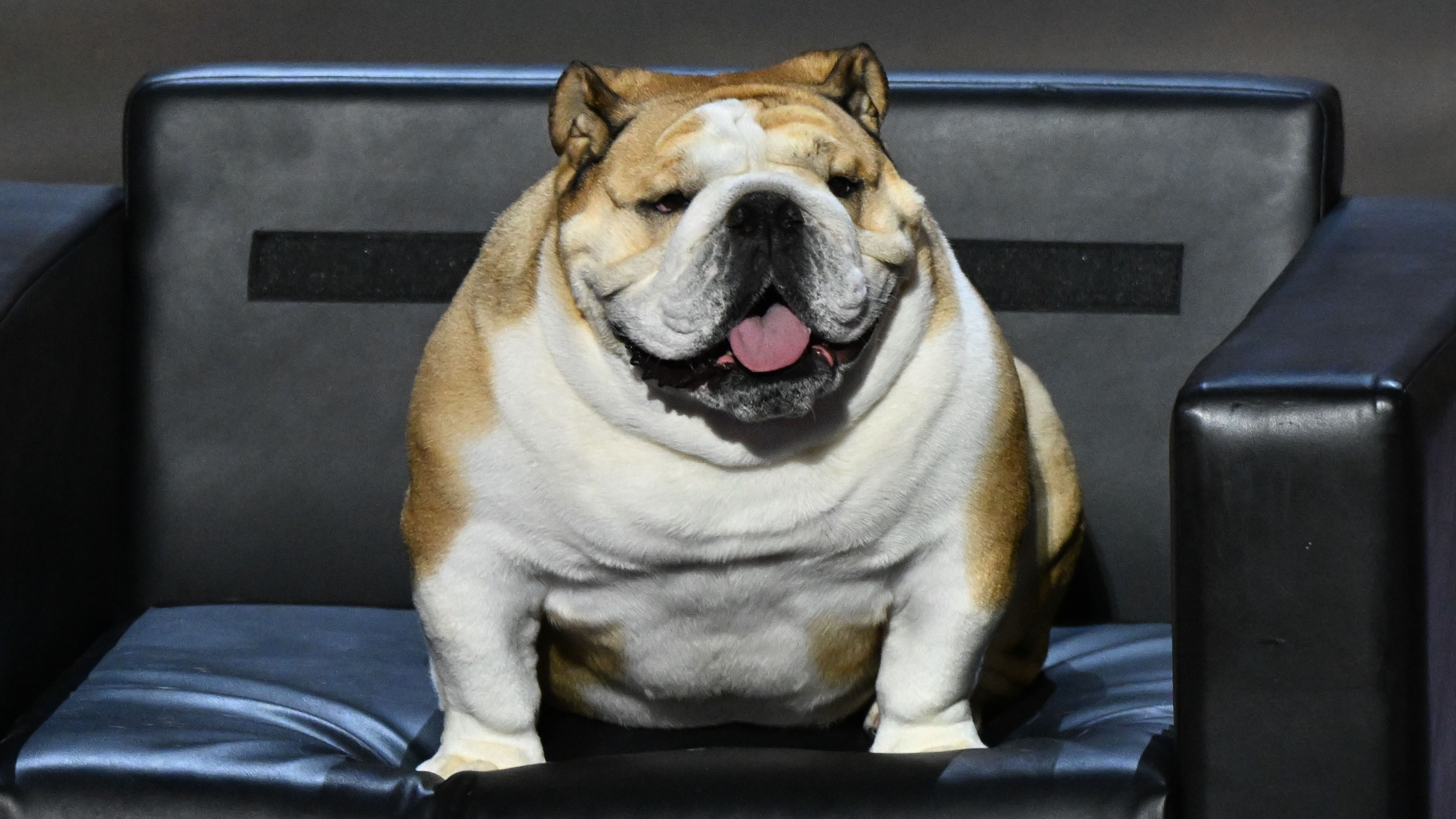 Meet Babydog, Jim Justice's bulldog and RNC convention