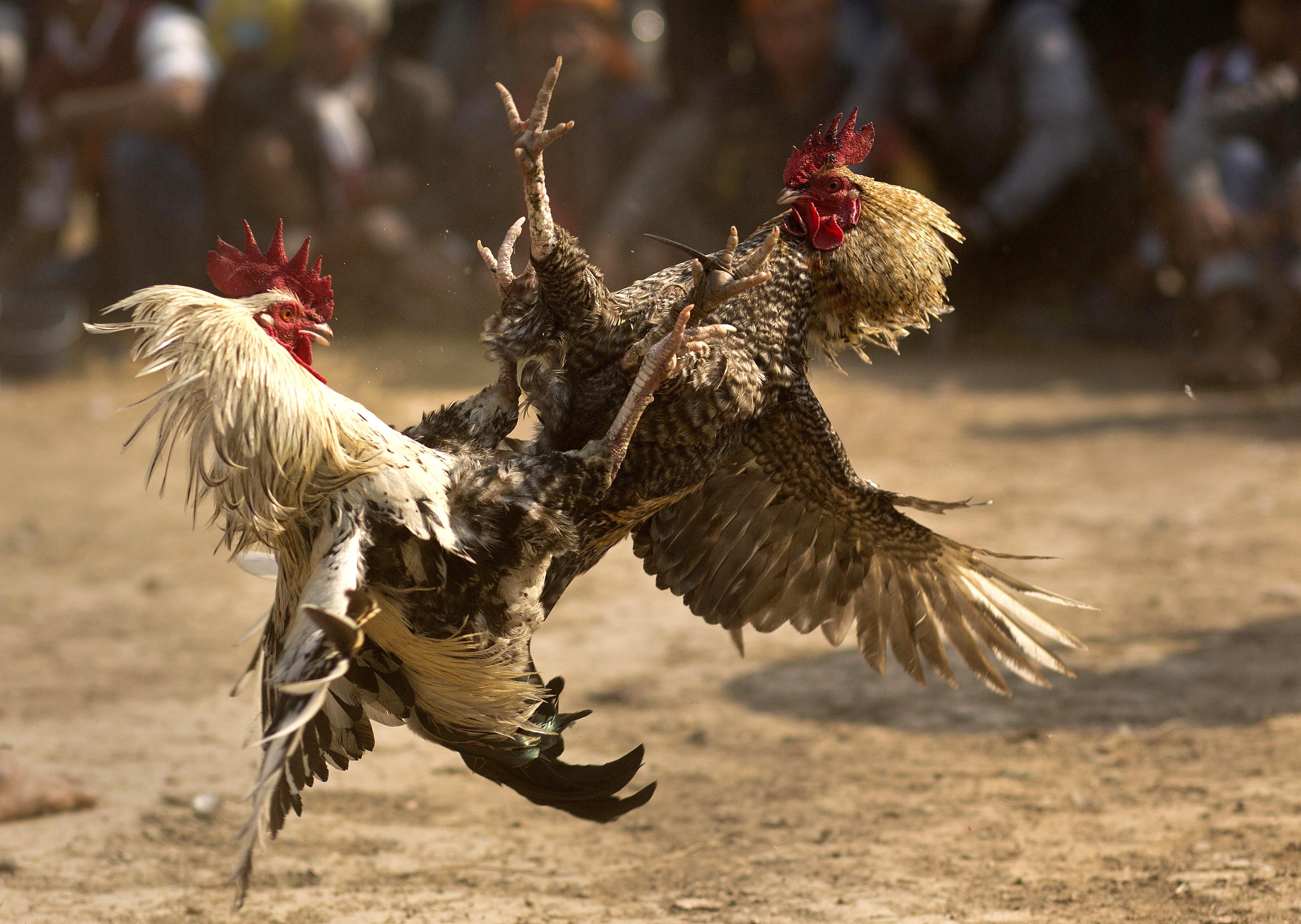 Cock Fighting Pic Telegraph