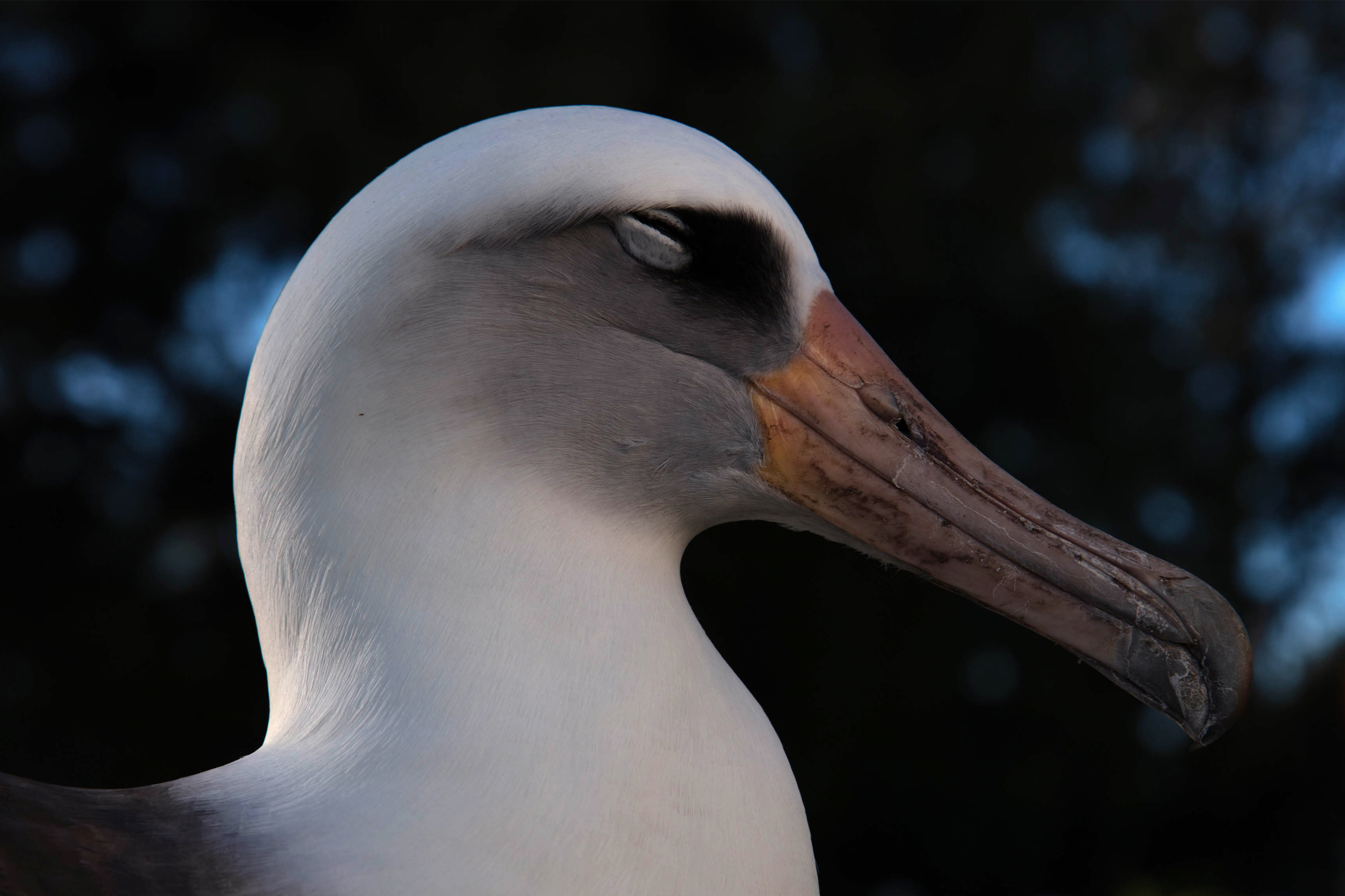 Wisdom the albatross, world's oldest bird, is still laying eggs at