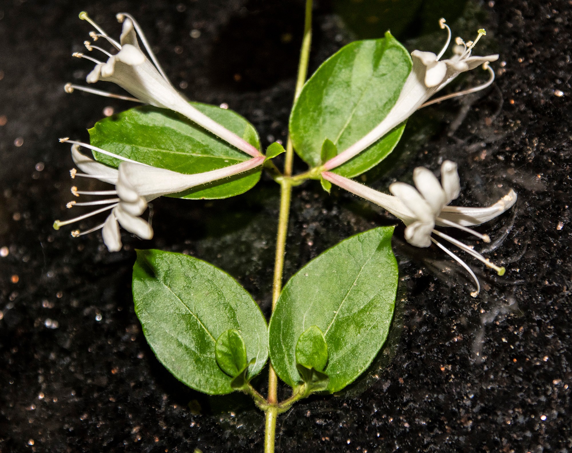 What’s that wonderful smell? It’s honeysuckle season! The Washington Post