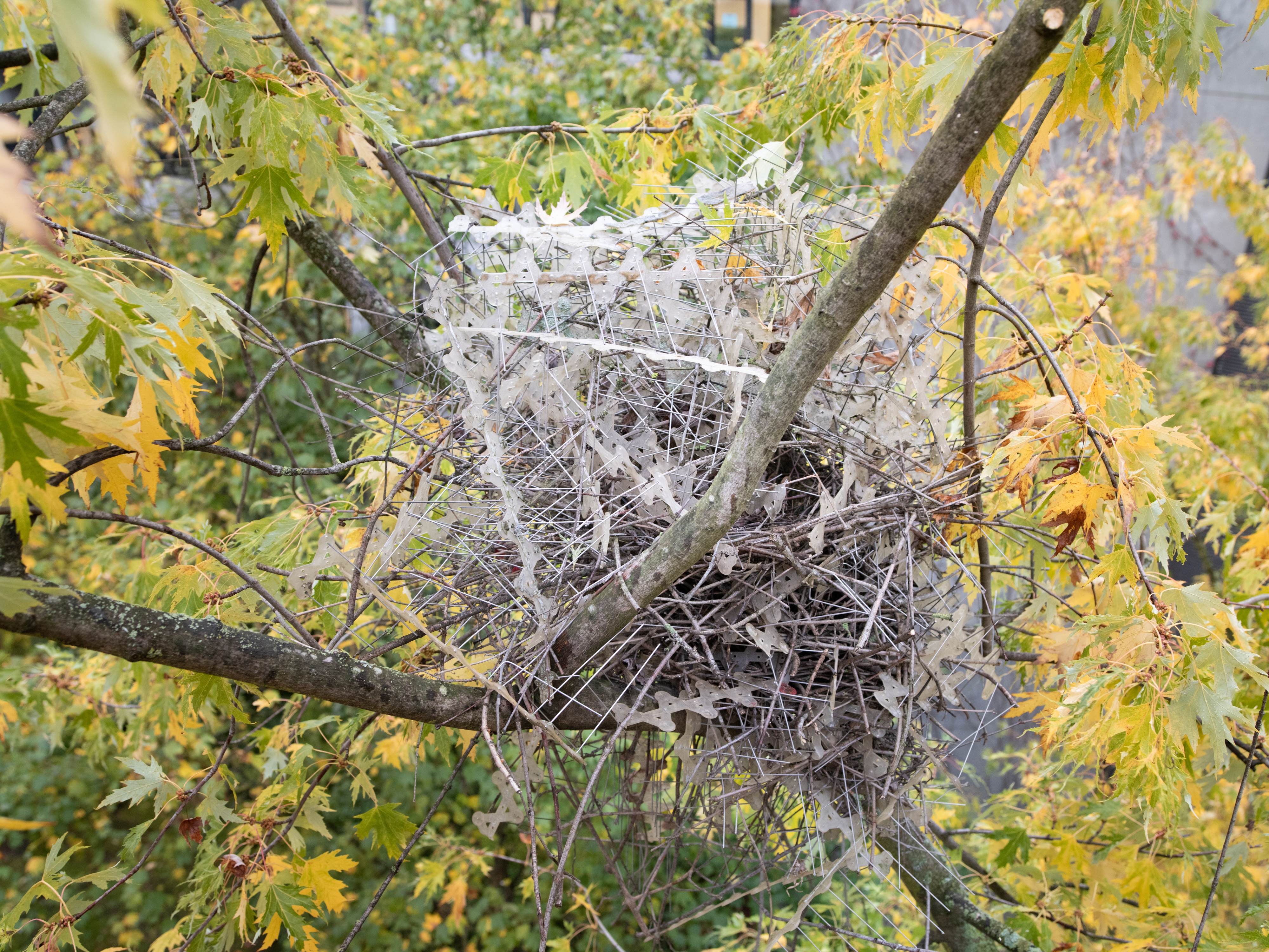 Birds in Europe use anti-bird spikes to fortify nests, researchers say - Vimarsana News