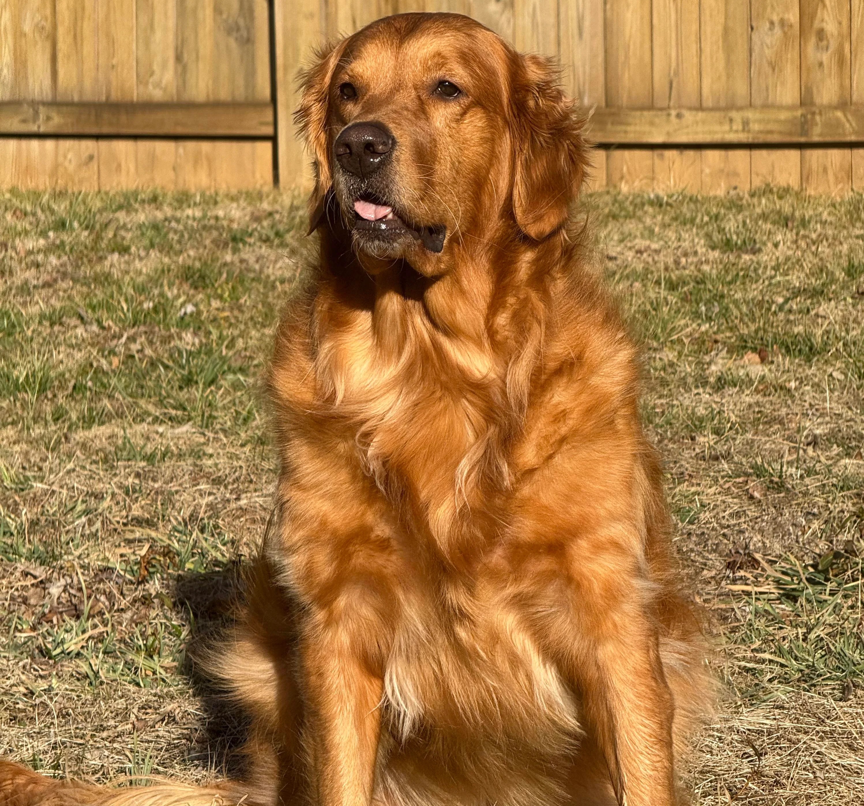 Golden retriever helps rescue missing toddler - The Washington Post