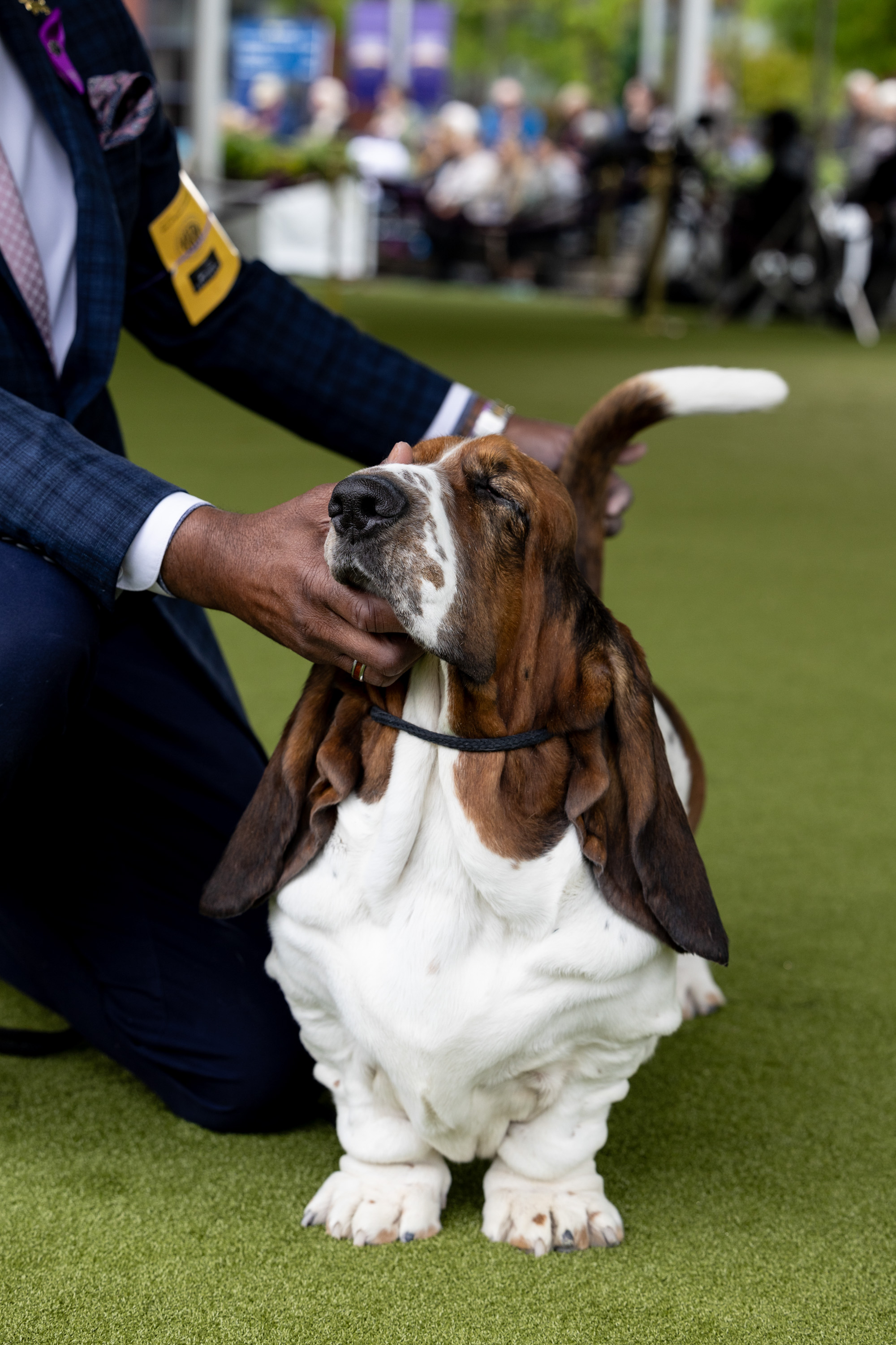 Discount basset hound dog show Top Sellers