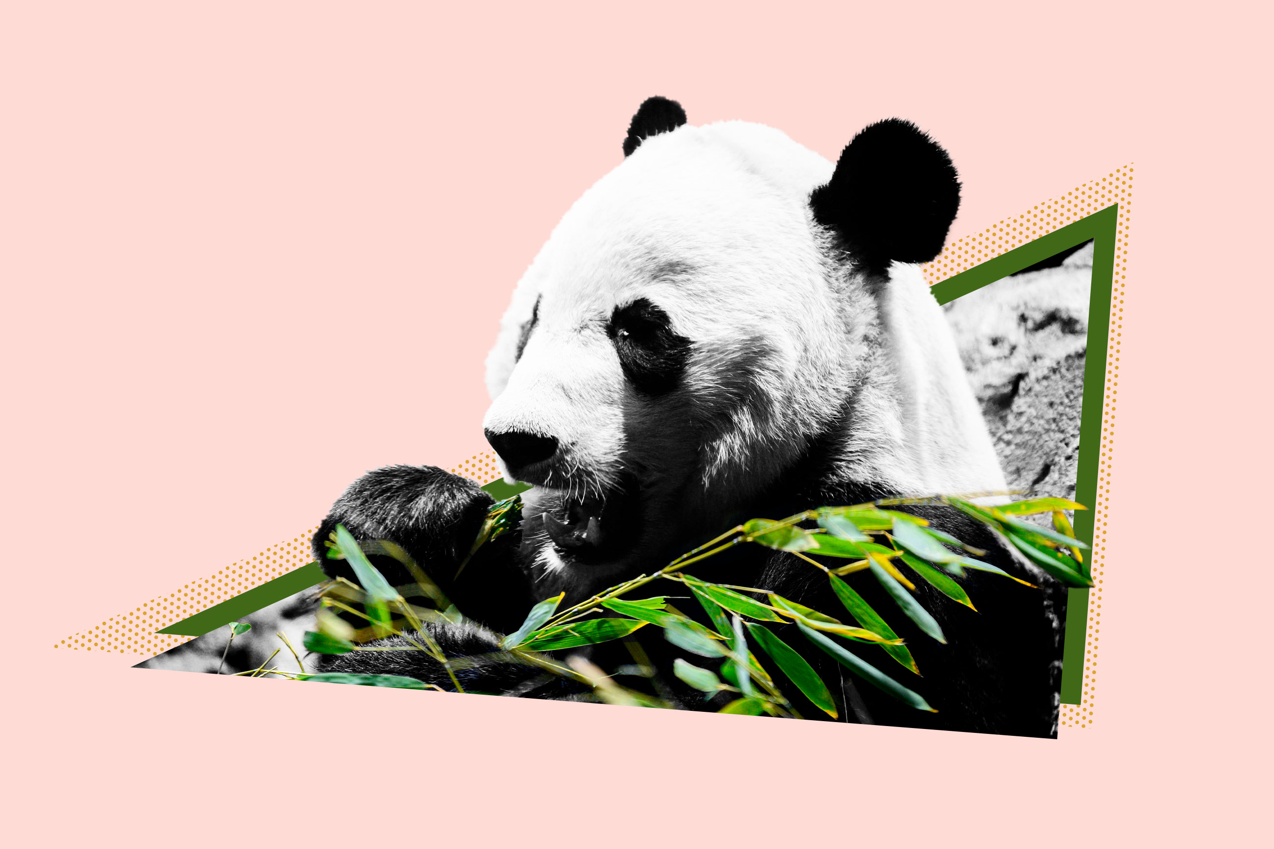 pandaページ YB5226334RGQTMRB3PVD3SYJEY.jpg