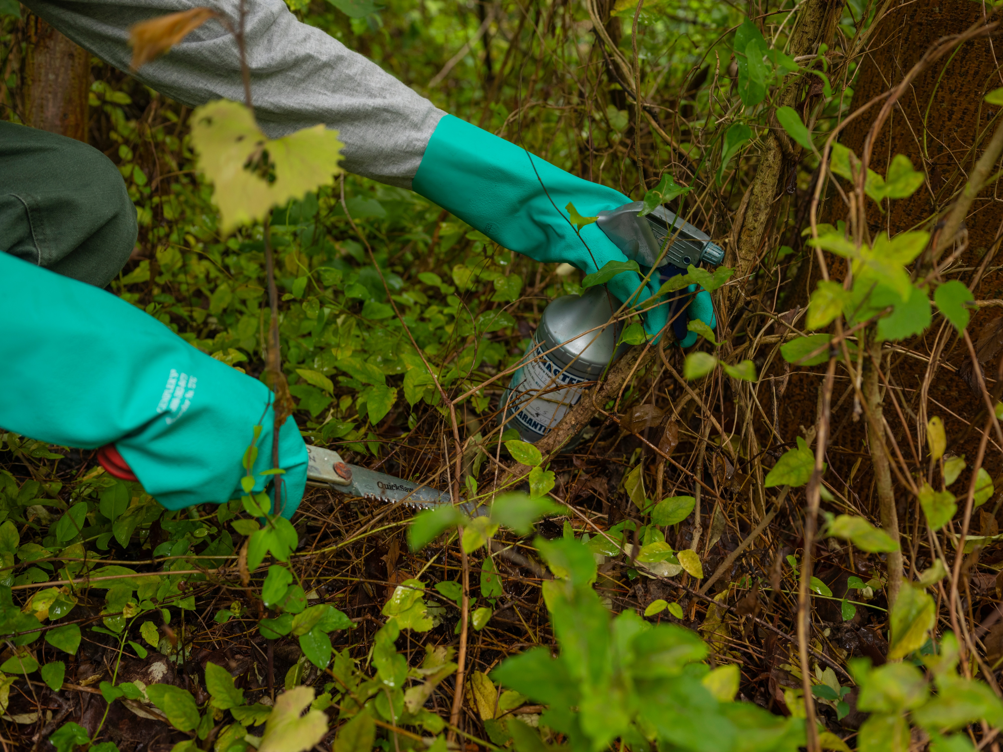 Opinion | How I learned to love herbicides to fight invasive plants in Virginia - Vimarsana News