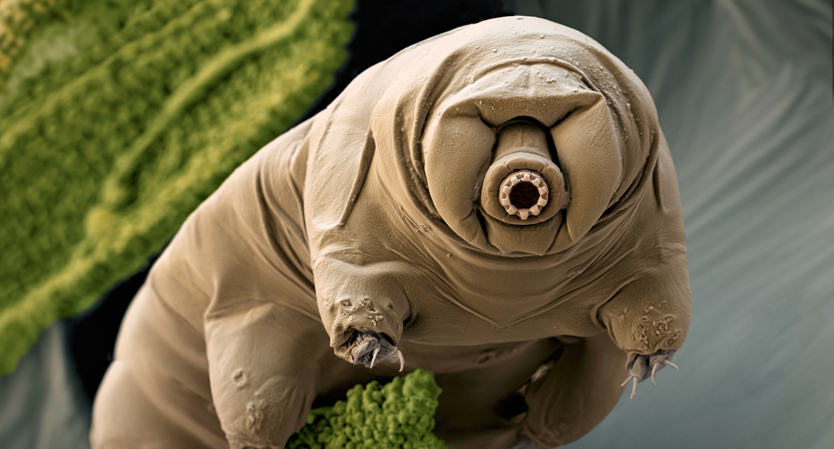 This Tiny Animal Can Survive Basically Anything Including The Vacuum Of Space The Washington Post