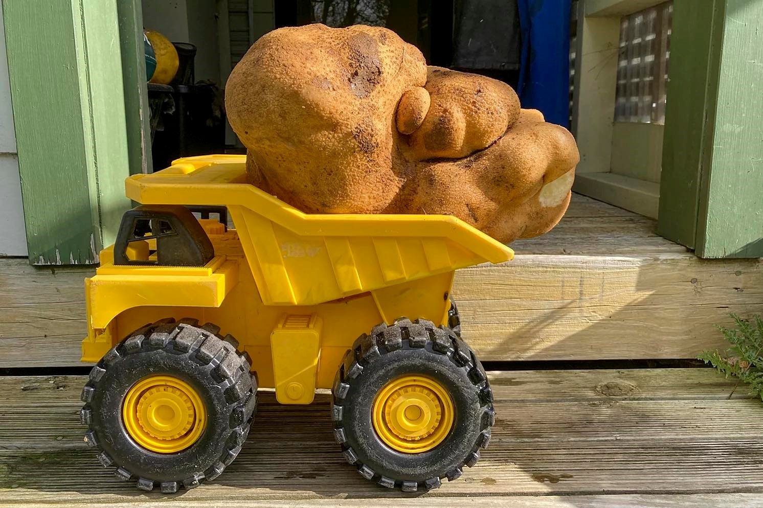 17-pound potato in their garden