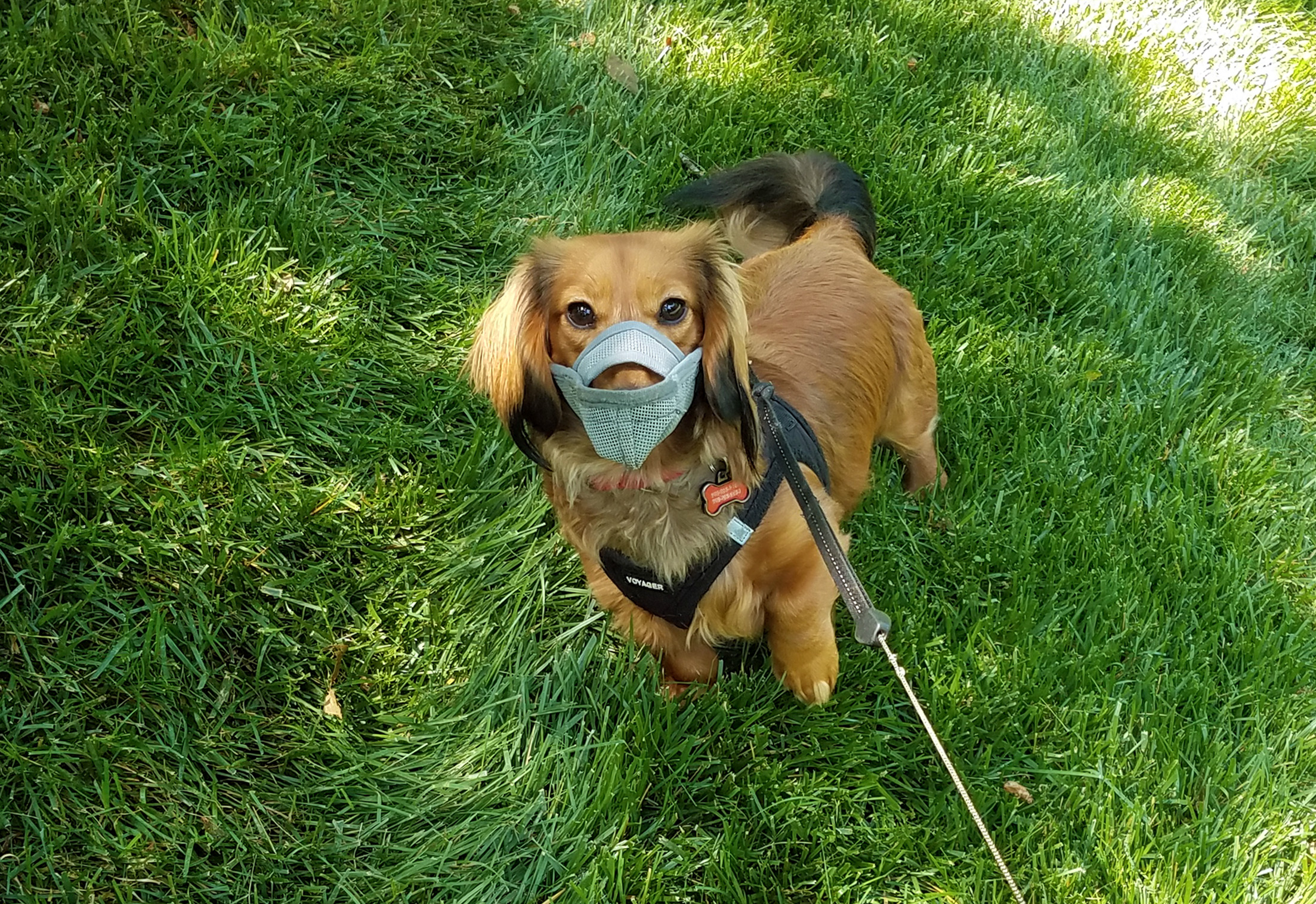 Veterinarian answers questions about pets eating cicadas The