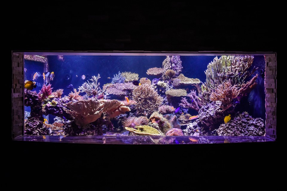 ocean reef aquarium