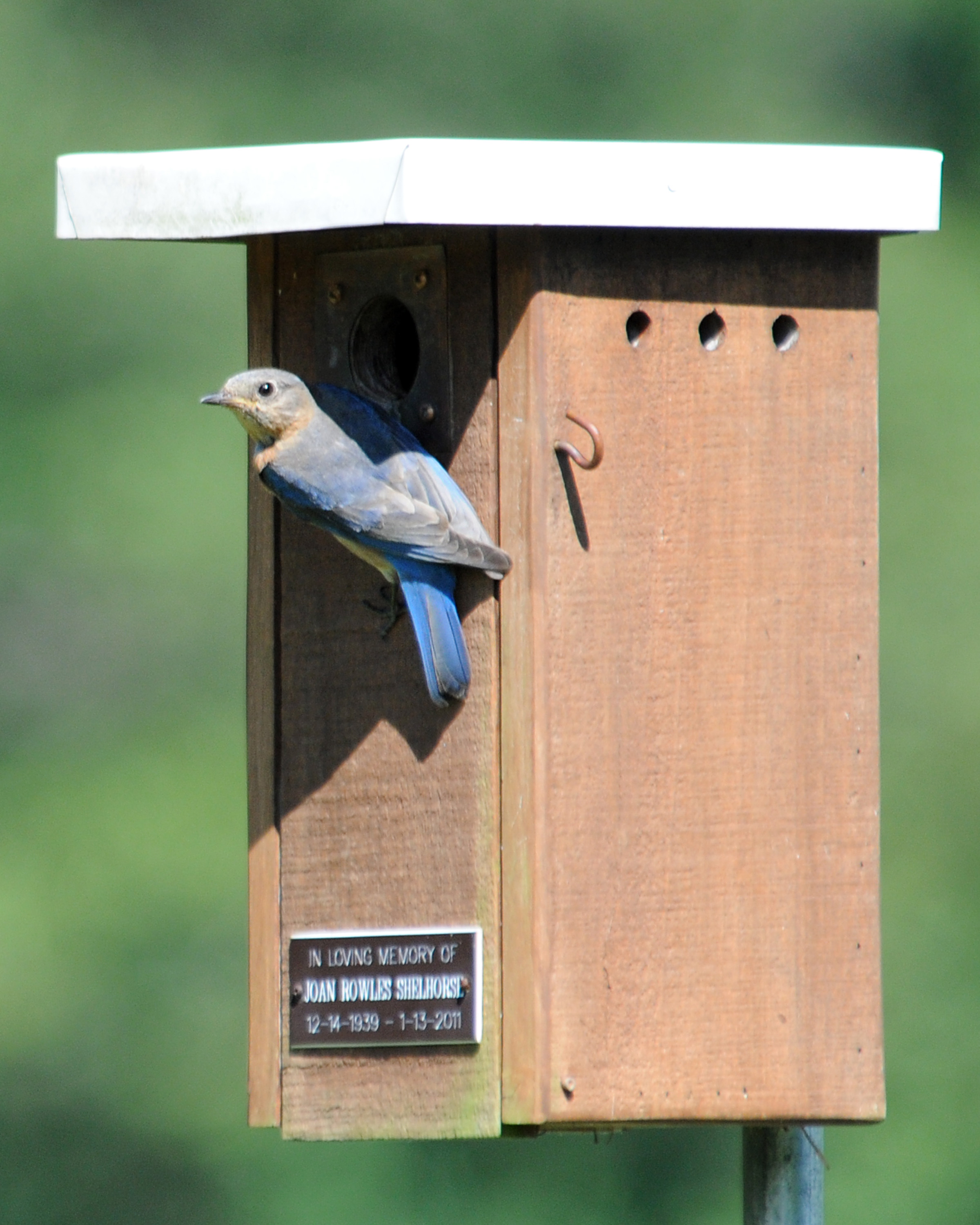 The Feathers Are Flying In The Battle Between Bluebirds And Their
